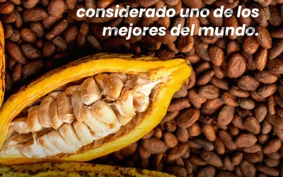 El Cacao Ecuatoriano: Un Tesoro Reconocido en el Mundo