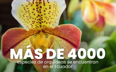 Ecuador, el Paraíso de las Orquídeas: Más de 4.000 Especies en un Solo País