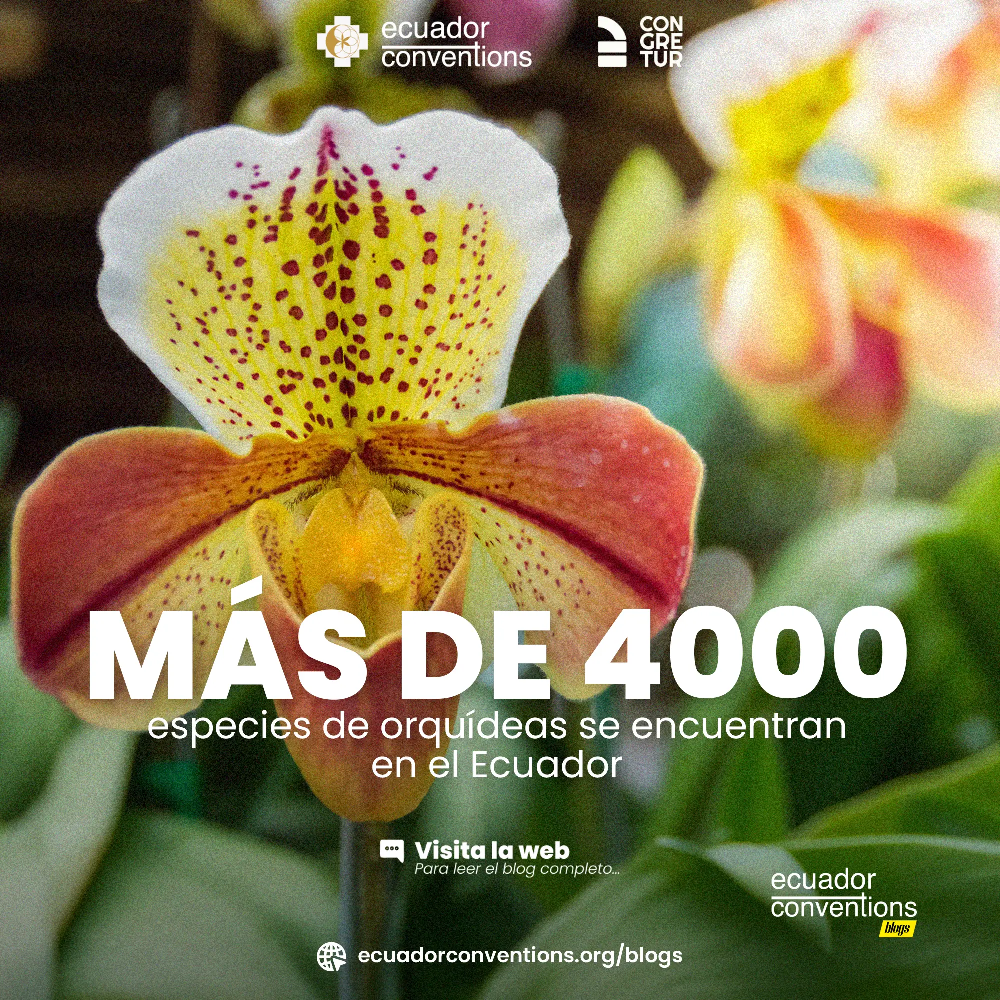 ecuador-el-para-so-de-las-orqu-deas-m-s-de-4-000-especies-en-un-solo